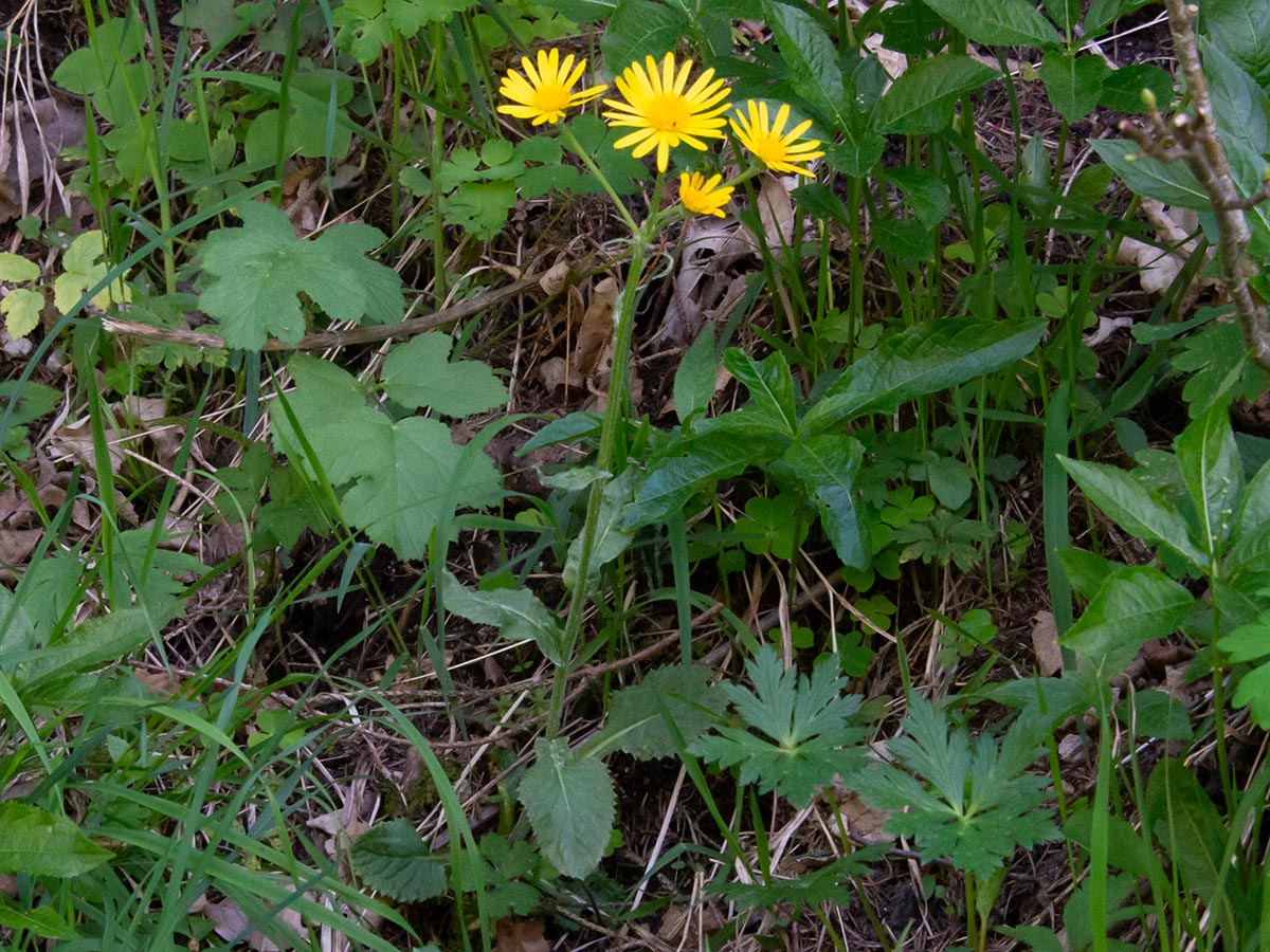 Habitus